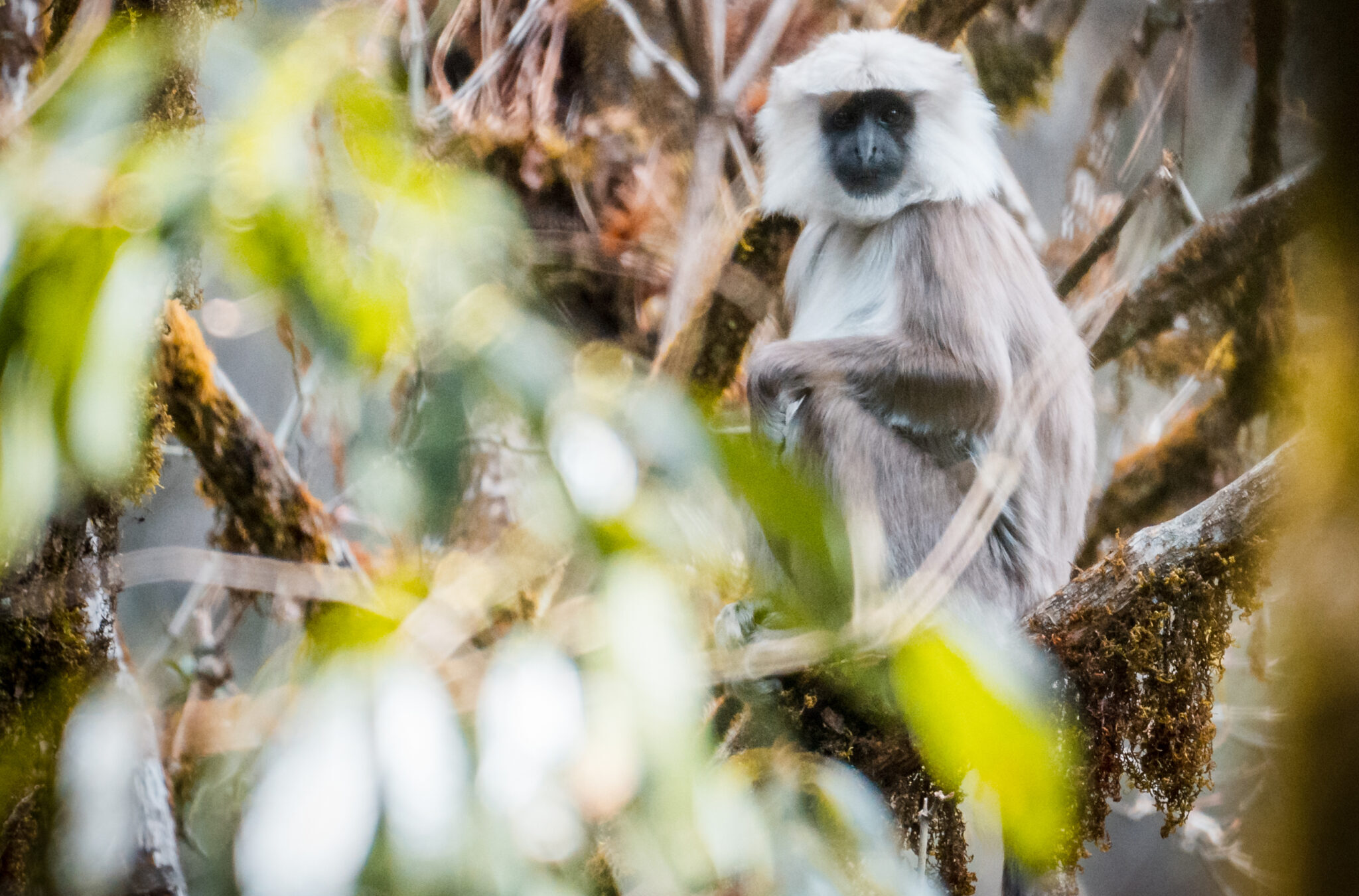 Kapuche Gletschersee Nepal Wildlife Fair Away Eco Tours