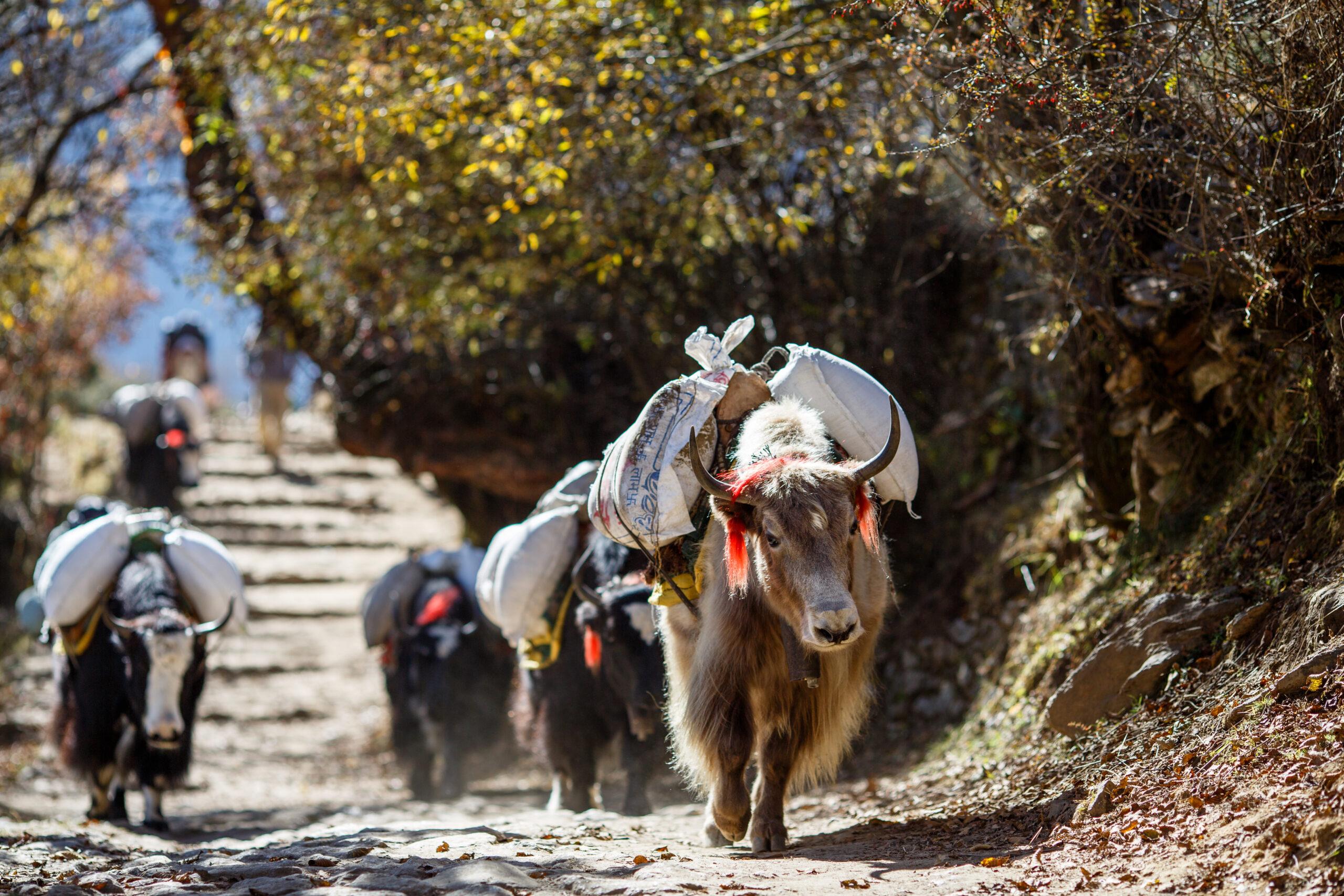 Fair Away Eco Tours Trekking Nepal Wandern Himalaya